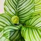 Calathea Orbifolia 17cm Pot Cassandra's Plants