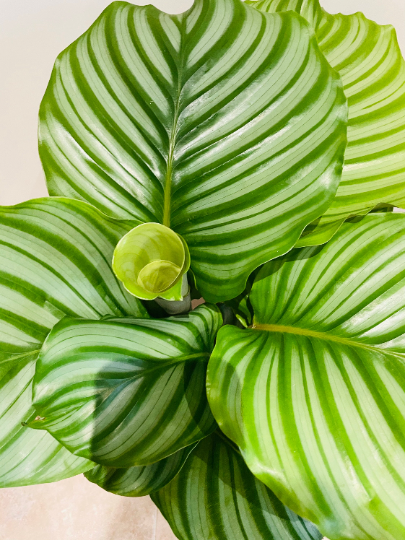 Calathea Orbifolia 17cm Pot Cassandra's Plants