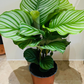 Calathea Orbifolia 17cm Pot Cassandra's Plants