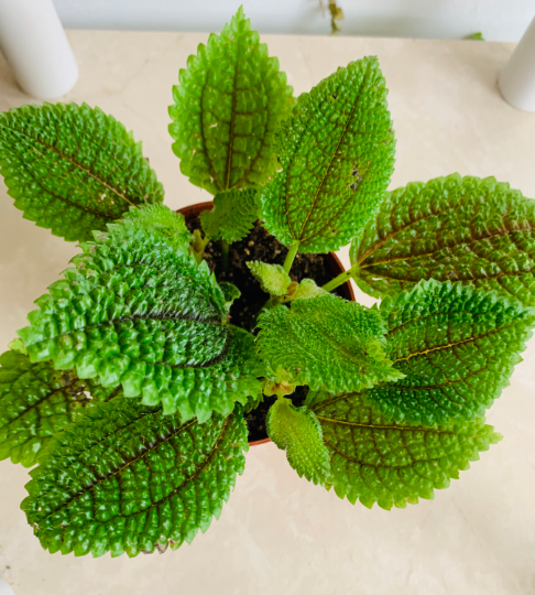 Pilea Involucrata Moon Valley Cassandra's Plants