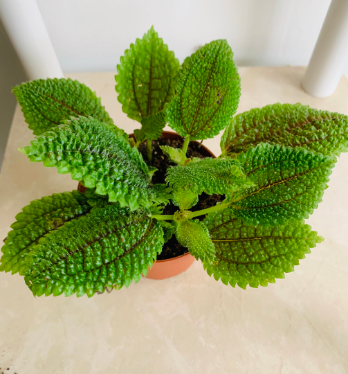 Pilea Involucrata Moon Valley Cassandra's Plants