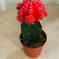 Gymnocalycium Mihanovichii Red Moon Cactus In a 8.5cm pot Cassandra's Plants