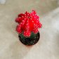 Gymnocalycium Mihanovichii Red Moon Cactus In a 8.5cm pot Cassandra's Plants