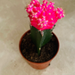 Gymnocalycium Mihanovichii Pink Moon Cactus