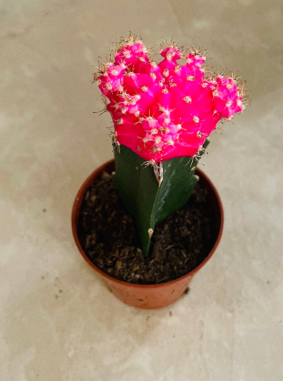 Gymnocalycium Mihanovichii Pink Moon Cactus