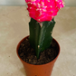 Gymnocalycium Mihanovichii Pink Moon Cactus In a 5.5cm pot Cassandra's Plants