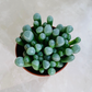 Fenestraria Rhopalophylla Babies Toes Cassandra's Plants