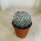 Mammillaria Hahniana Cactus In a 5.5cm pot Cassandra's Plants