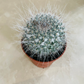 Mammillaria Hahniana Cactus In a 5.5cm pot Cassandra's Plants