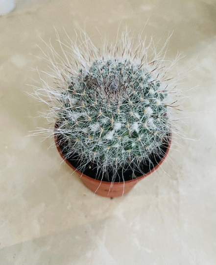 Mammillaria Hahniana Cactus In a 5.5cm pot Cassandra's Plants