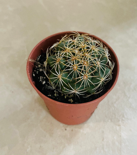 Corypantha sp. Compacta 5.5cm pot Cassandra's Plants