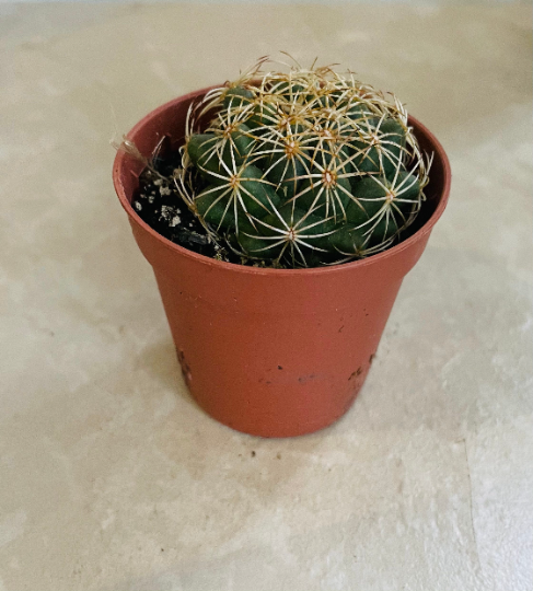 Corypantha sp. Compacta 5.5cm pot Cassandra's Plants