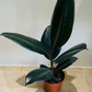 Ficus Elastica Abidjan 'Rubber Plant' in 12cm Pot Cassandra's Plant