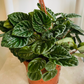 Peperomia Caperata Lillian in a 12cm pot Cassandra's Plants