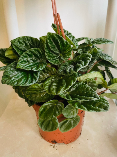 Peperomia Caperata Lillian in a 12cm pot Cassandra's Plants