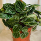 Peperomia Caperata Lillian in a 12cm pot Cassandra's Plants