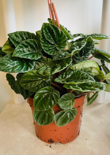 Peperomia Caperata Lillian in a 12cm pot Cassandra's Plants