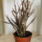Euphorbia Platyclada 9cm Pot Cassandra's Plants