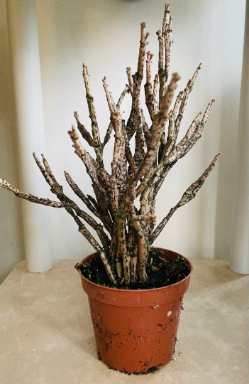 Euphorbia Platyclada 9cm Pot Cassandra's Plants