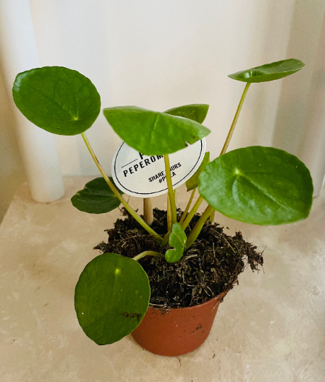 Pilea Peperomoides Chinese Money Plant Cassandra's Plants