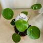 Pilea Peperomoides Chinese Money Plant Cassandra's Plants