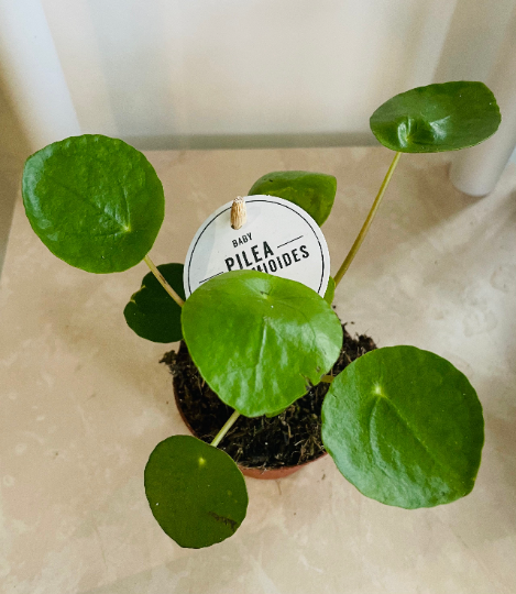 Pilea Peperomoides Chinese Money Plant Cassandra's Plants