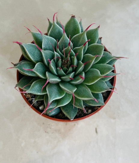 Graptopetalum Filiferum 5.5cm Pot Cassandra's Plants