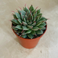 Graptopetalum Filiferum 5.5cm Pot Cassandra's Plants