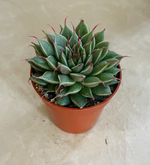 Graptopetalum Filiferum 5.5cm Pot Cassandra's Plants