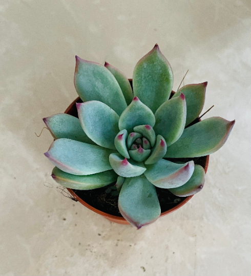 Echeveria Tippy Cassandra's Plants