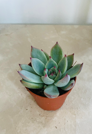 Echeveria Tippy Cassandra's Plants