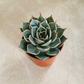 Graptoveria Silver Star Succulent in a 5.5cm pot Cassandra's Plants