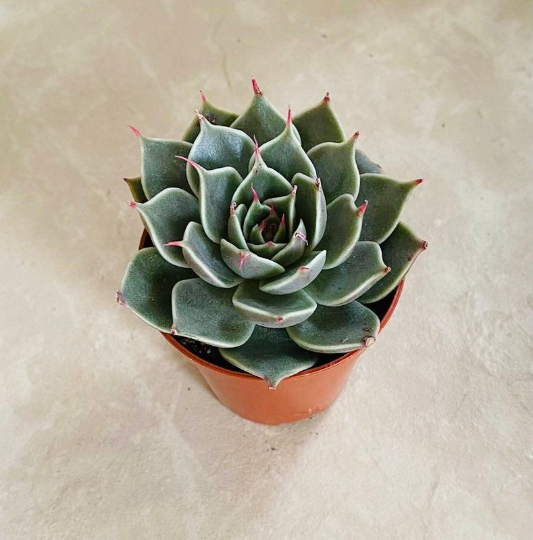 Graptoveria Silver Star Succulent in a 5.5cm pot Cassandra's Plants