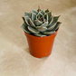 Graptoveria Silver Star Succulent in a 5.5cm pot Cassandra's Plants