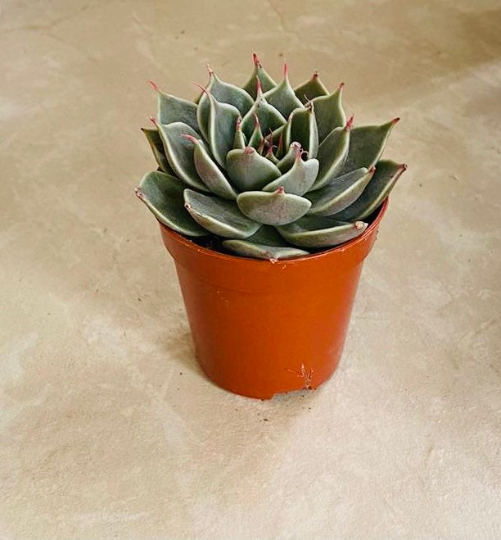 Graptoveria Silver Star Succulent in a 5.5cm pot Cassandra's Plants