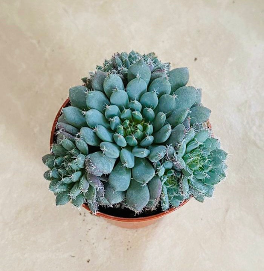 Echeveria Setosa var. Deminuta Firecracker Plant in a 5.5cm pot Cassandra's Plants