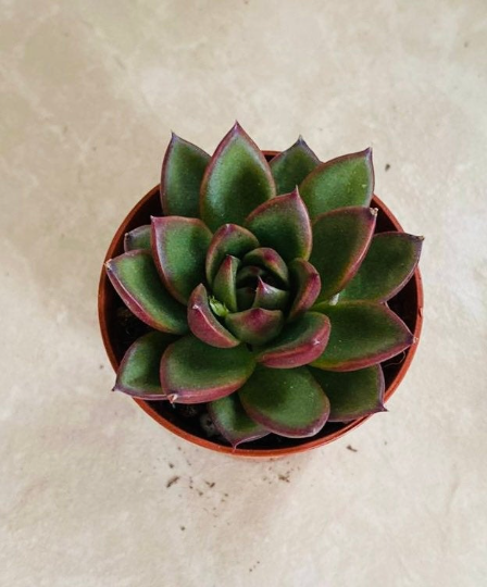Echeveria Agavoides Gliva Succulent in 5.5cm Pot Cassandra's Plants