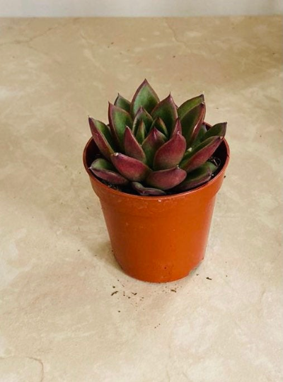 Echeveria Agavoides Gliva Succulent in 5.5cm Pot Cassandra's Plants