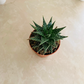 Aloe Pepe 5.5cm Pot Cassandra's Plants