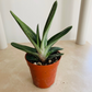 Gasteria Little Warty Cassandra's Plants