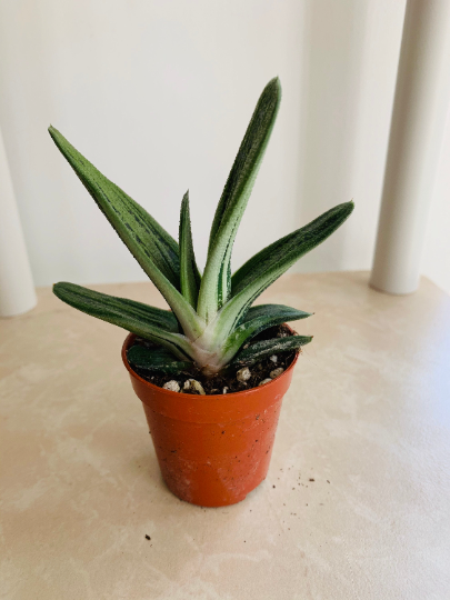 Gasteria Little Warty Cassandra's Plants