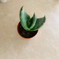 Aloe Ferox 5.5cm Pot Cassandra's Plants