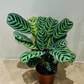 Ctenanthe Burle Marxii Amabilis 12cm Pot Cassandra's Plants