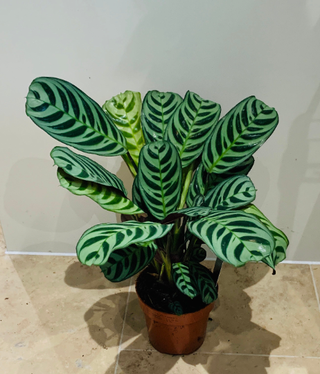 Ctenanthe Burle Marxii Amabilis 12cm Pot Cassandra's Plants