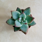 Echeveria Colorata Succulent in 5.5cm Pot Cassandra's Plants