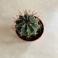 Melocactus Conoideus in 5.5cm Pot Cassandra's Plants