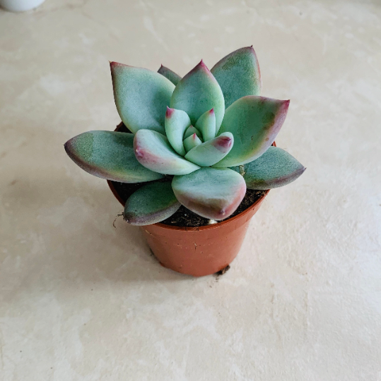 Echeveria Colorata Succulent in 5.5cm Pot Cassandra's Plants