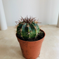 Melocactus Conoideus in 5.5cm Pot Cassandra's Plants