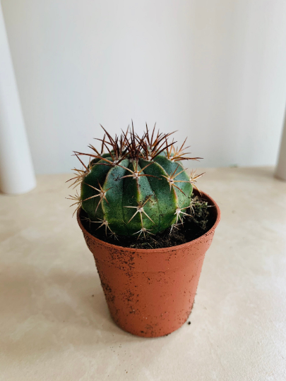 Melocactus Conoideus in 5.5cm Pot Cassandra's Plants
