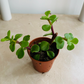 Portulacaria Afra Elephant Bush Cassandra's Plants